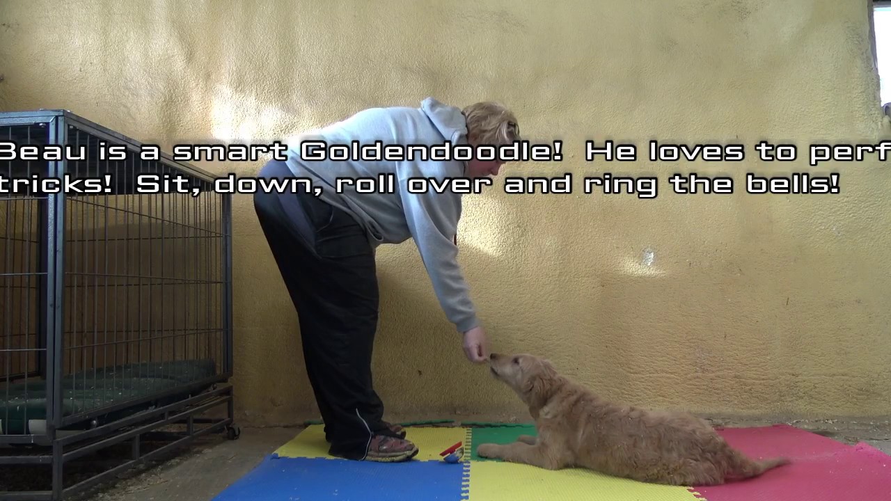 Trained goldendoodles lets play kennels youtube