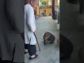 Xingxing Cannot Hurt Tourists! #monkey#cute#lovely