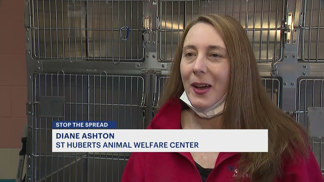 St. Hubert’s Animal Shelter holds adoption event in hopes of emptying out kennels