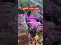 تجذير الشفليرا بالماي نباتات منزلية تجذير