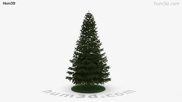 Pine tree 3D model by 3DModels.org