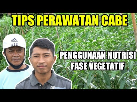 CARA MENANAM CABE AGAR BERBUAH BANYAK DAN LEBAT | CARA MENANAM CABE