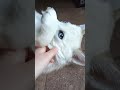 Élevage pomsky