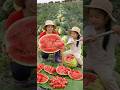 Harvest 1000+ Kg Of Juicy Watermelon Goes to market sell #short