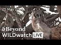 WILDwatch Live | 25 May, 2020 | Afternoon Safari | Ngala Private Game Reserve