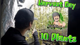 Harvest Day !