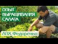 Опыт выращивания салата и базилика от Глобал Сидс в ЛПХ Федоренко (Краснодарский край)