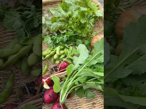 Garden Harvest #garden