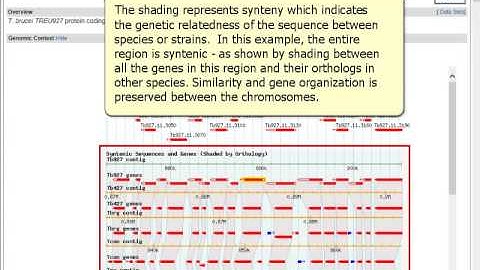 Orthology information on gene pages