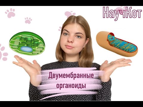 Двумембранные органоиды | Что нужно знать на егэ по биологии?