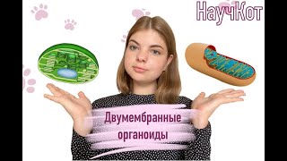 Двумембранные органоиды | Что нужно знать на егэ по биологии?