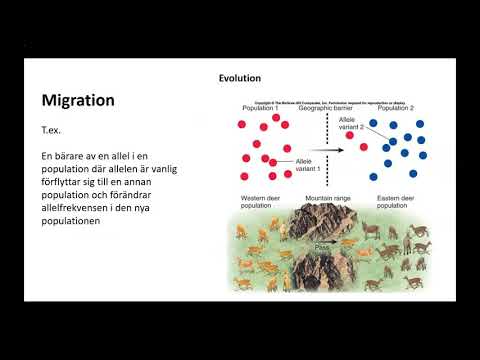 Video: Hur påverkar naturligt urval allelfrekvensen?