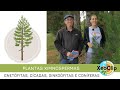 As plantas ximnospermas | XeoClip