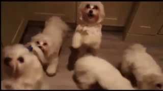 Смешные танцующие собачки 2