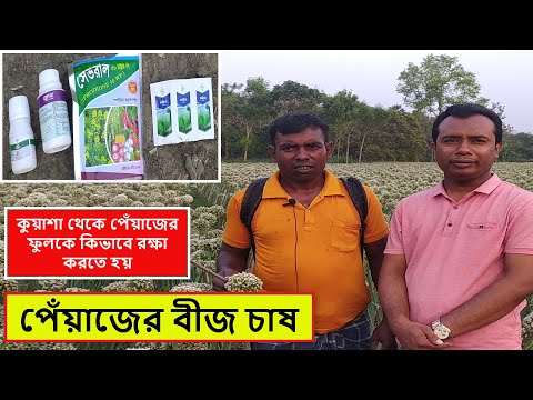 ভিডিও: পেঁয়াজের ফসল রক্ষা