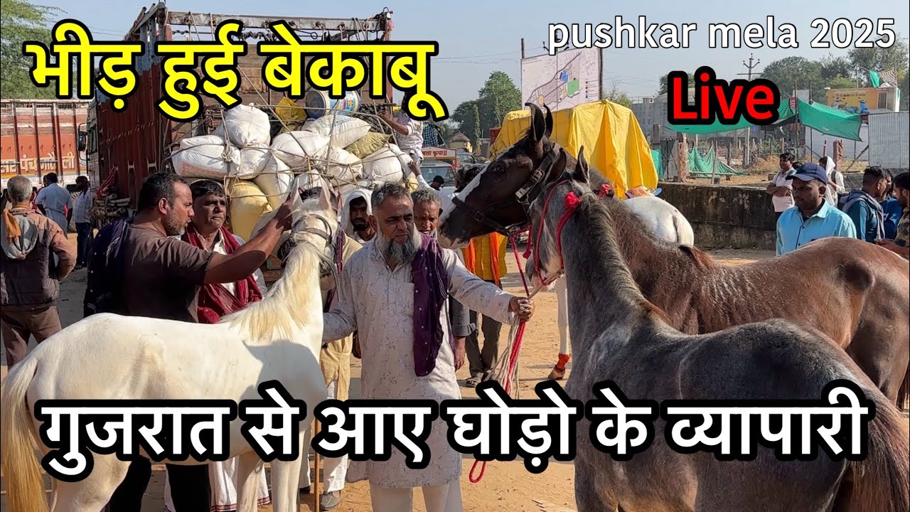 गुजरात से आए घोड़ो के बड़े व्यापारी 50 हजार के 17 घोड़े लेकर भीड़ हुई बेकाबू | pushkar mela 2025