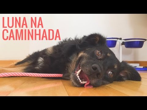 Vídeo: Como cuidar de um bulldog inglês grávido