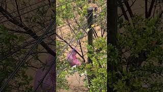 Guy Stuck on Tree During Two-Day Flood