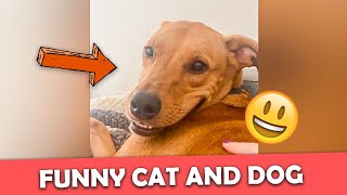 Funny Cat And Dogs Videos - Funny Animal Videos 😺 🐶 by Pure Fails 205 views 1 year ago 56 seconds