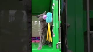 Bugsley - ADOPTED