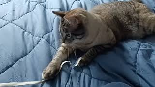 Watch This Cat Go Crazy Over a String!