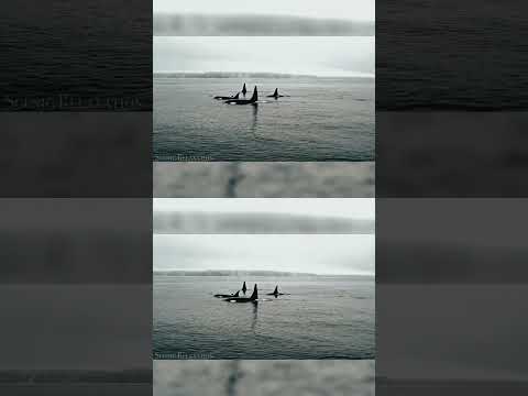 #природа #животные #дикаяприрода #звери #жиза #африка #aniamls #wildanimals #wildnature4k60fps