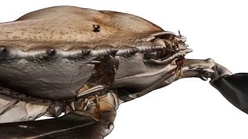 A real crab (whole) visualized by micro-CT and ORS Visual SI