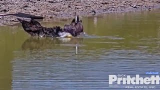 SWFL Eagles 5-8-24.  M15 Gets Squeaky Clean as F23 Watches; + Bonus Footage! 🦅🛁🏝️😊