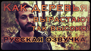 Как деревья вырастают так высоко? \ How Trees Bend the Laws of Physics [Veritasium]