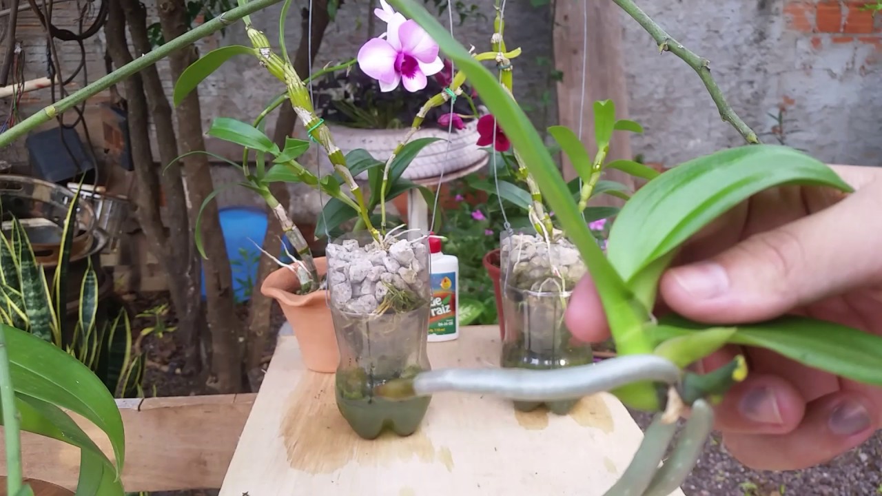 Como retirar keike da haste da phalaenopsis e dendrobium nobile