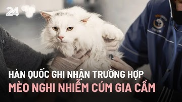 Hàn Quốc ghi nhận trường hợp mèo nghi nhiễm cúm gia cầm | VTV24