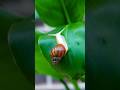 Epic Gardening Hacks & Plant Tips You Can’t Miss! #gardeninghacks #gardening #lifehacks #shorts
