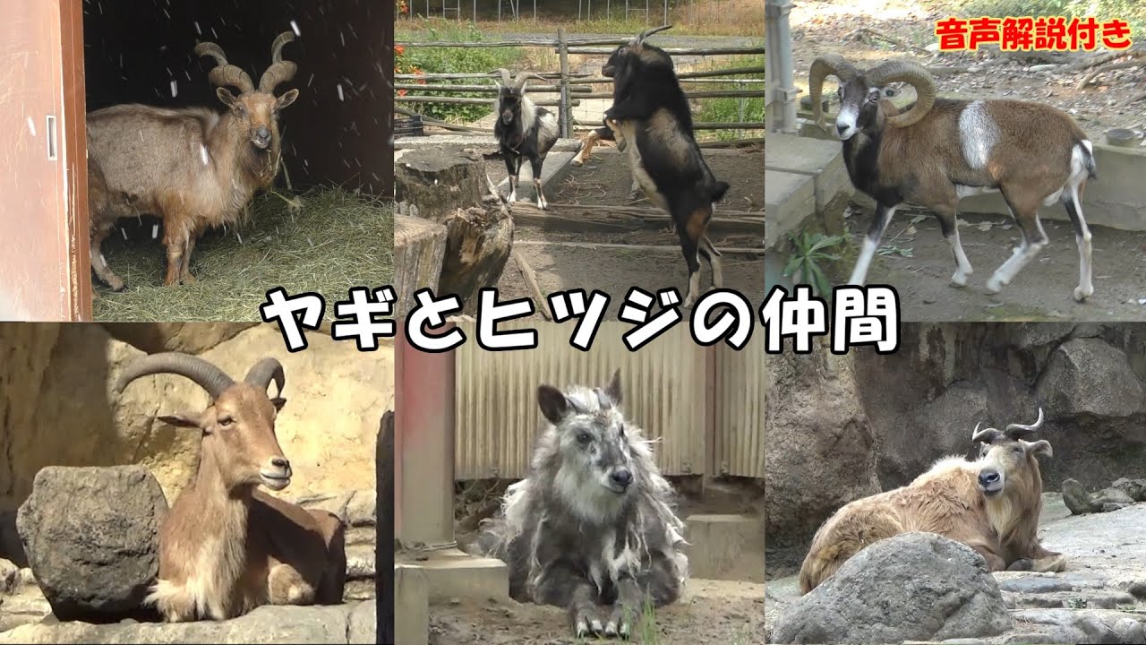 【動物解説】動物園にいるヤギとヒツジの仲間（音声解説付き）
