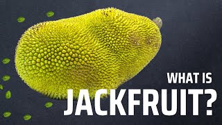 What is Jackfruit?