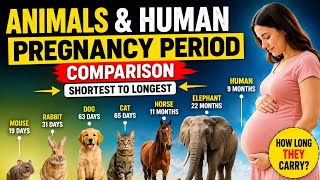 Animals & Humans Pregnancy Period Comparison 🐘👶 | Shortest to Longest