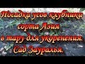 Посадка усов клубники сорта Азия.