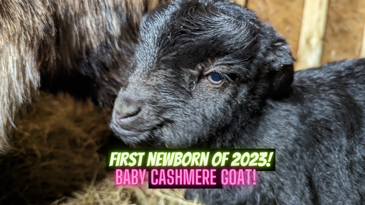 2023 Baby Cashmere Goat! [We have our first baby!] YouTube