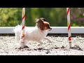 Russian cup 2024 agility first tour 3 place clean run