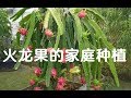 家庭种植火龙果技术