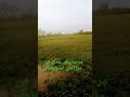 كنتمنى دخلو لقناة ديالي كبيدات محتوى ديالي بلى زواق عبارة عن يوميات في لعروبية 