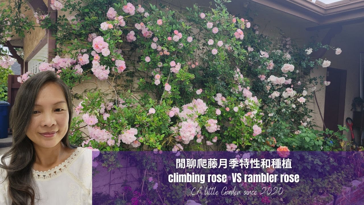 Rose vlog 06082023 閒聊爬藤月季特性和種植，climbing rose VS rambler rose YouTube