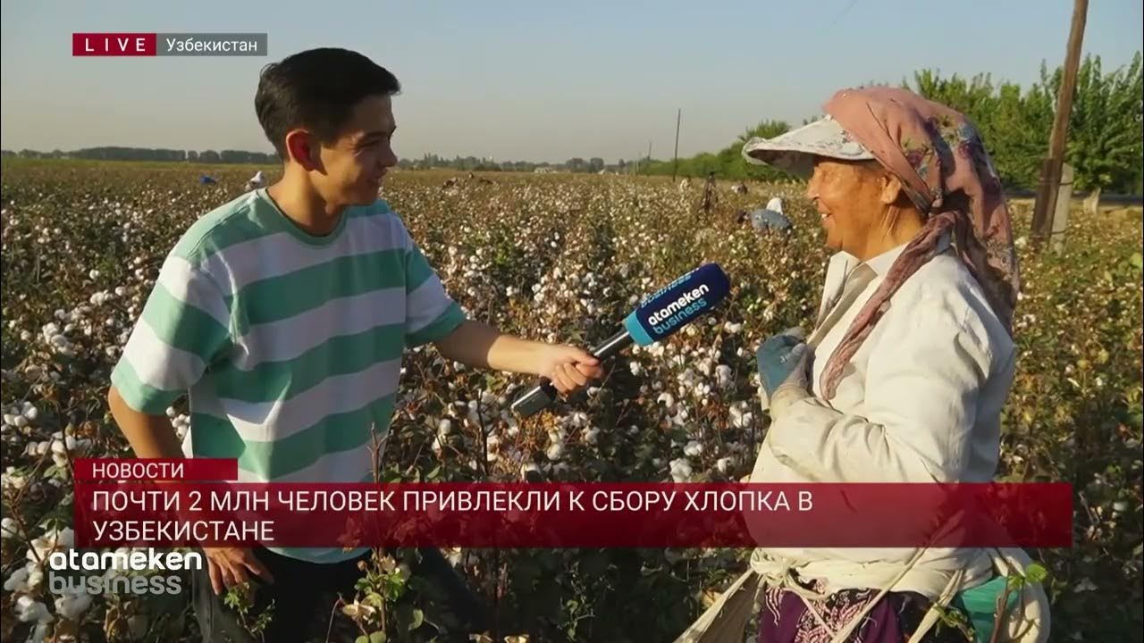Почти 2 млн человек привлекли к сбору хлопка в Узбекистане - YouTube