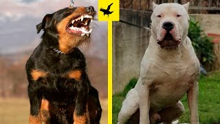 13 Perros Que Son Una Pesadilla Para Los Animales Salvajes