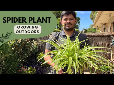 Video: Kan edderkoppeplanter være udendørs - tips til dyrkning af edderkoppeplanter udenfor