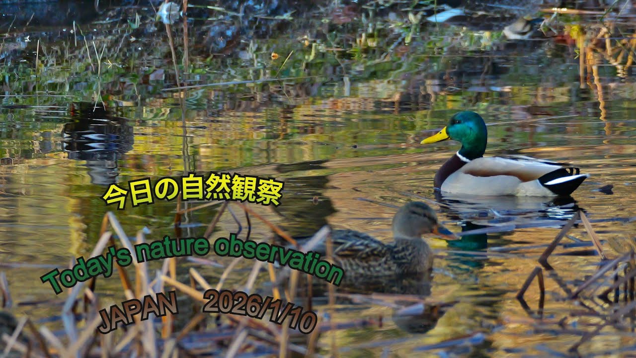 今日の自然観察　Today's nature observation　JAPAN  2026/1/10