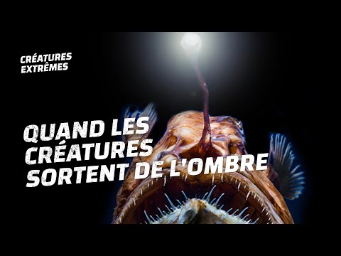 Comment ces créatures