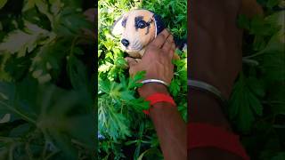 Catch big frogs funny |Try don't laugh |toing toing catching frogsmake you laugh😁🐸#shortsviral#h209