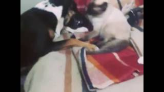 Gatos vs Perri