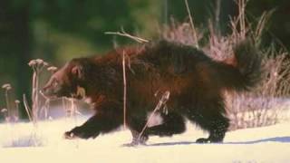 7 epic battle Wolverine v Wolf / 7 битв Росомаха против Волка 7 epic battle Wolverine v Wolf / 7 битв Росомаха против Волка