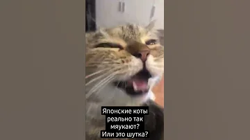 японские коты мяукают (мем)